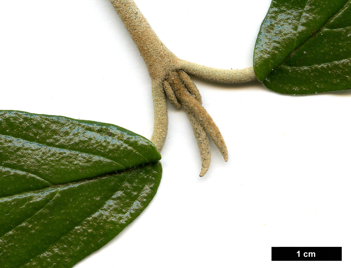 High resolution image: Family: Adoxaceae - Genus: Viburnum - Taxon: 'Pragense' (V.rythidophyllum × V.utile)